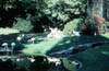 M24-Flamingos im Zoo - 1959